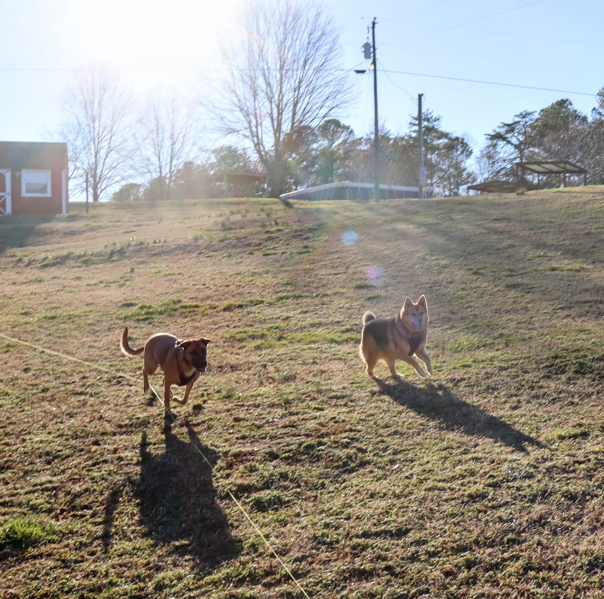 WanderMutts