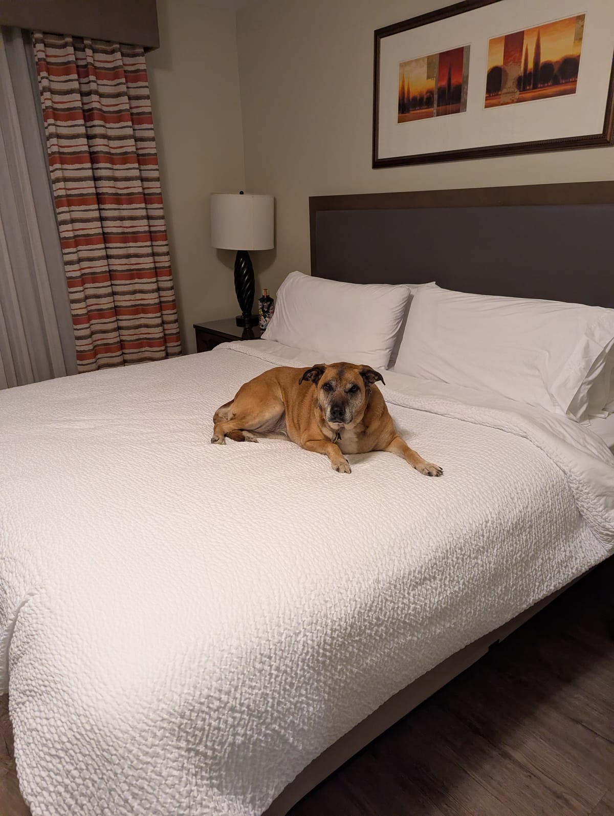 A Dog-Friendly Trip to Barstow, California