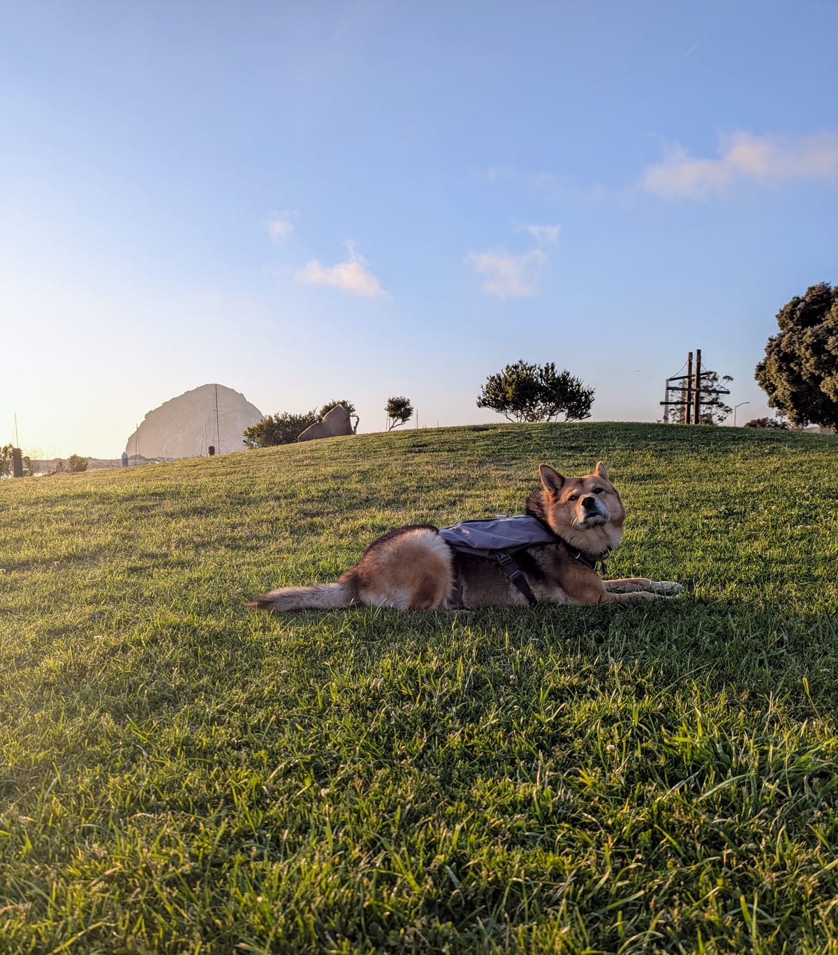A Dog-Friendly Trip to Morro Bay, California