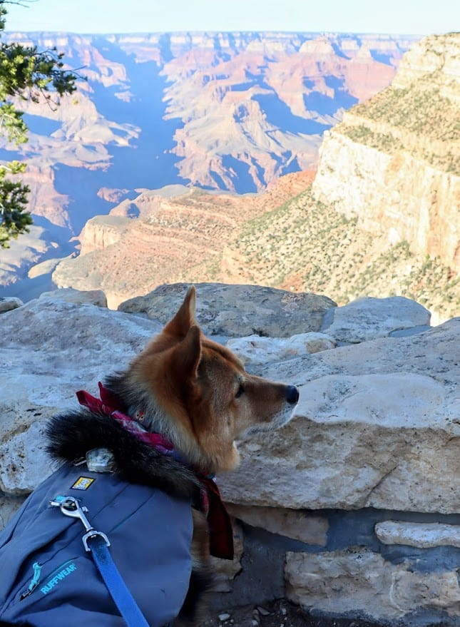 A Dog-Friendly Trip to Grand Canyon National Park
