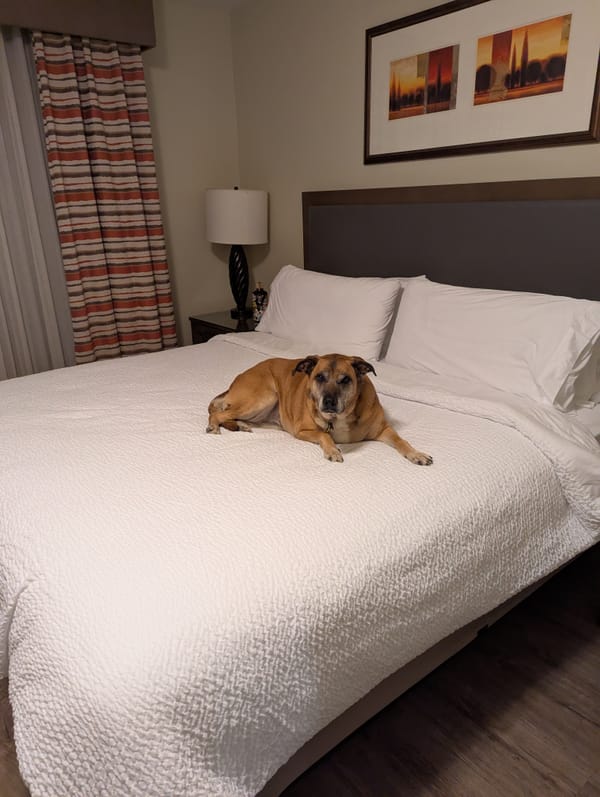 A Dog-Friendly Trip to Barstow, California