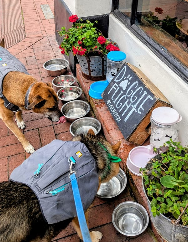 A Dog-Friendly Trip to Santa Barbara, California
