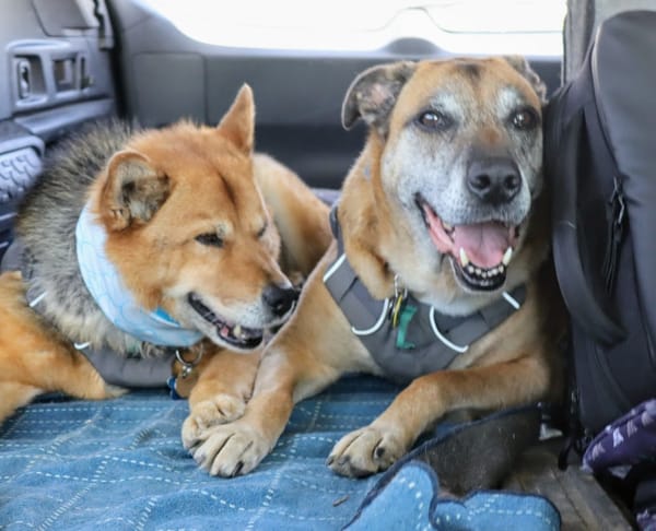 A Dog-Friendly Road Trip: Denver to Black Canyon of the Gunnison National Park