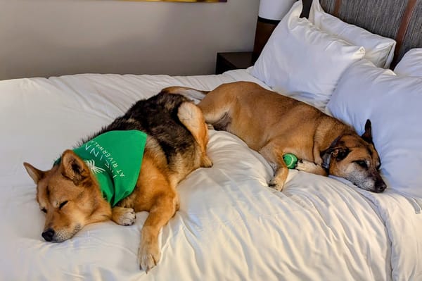 A Dog-Friendly Trip to Edwards, Colorado