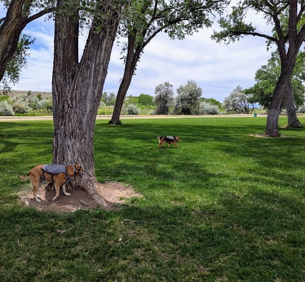 A Dog-Friendly Trip to Palisade, Colorado