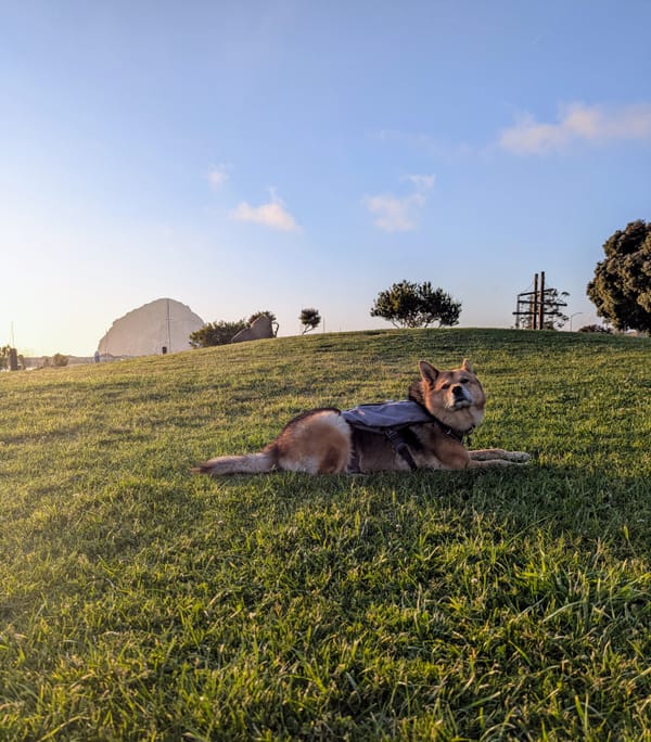 A Dog-Friendly Trip to Morro Bay, California