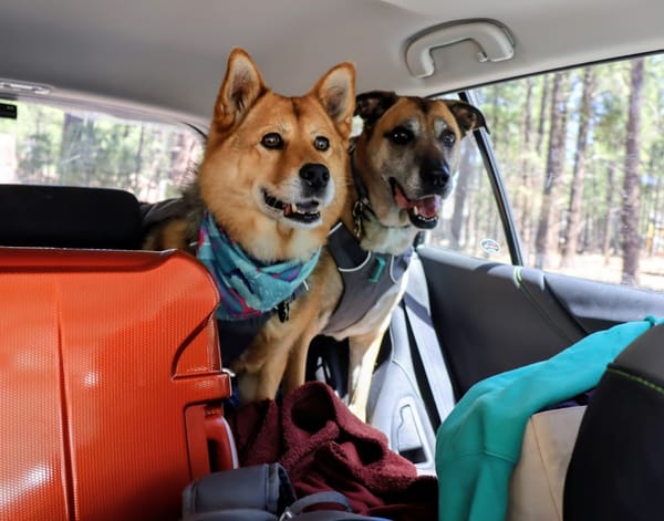 A Dog-Friendly Trip to Williams, Arizona