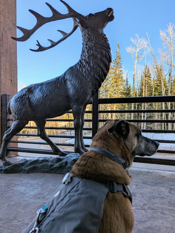 A Dog-Friendly Trip to Brian Head, Utah