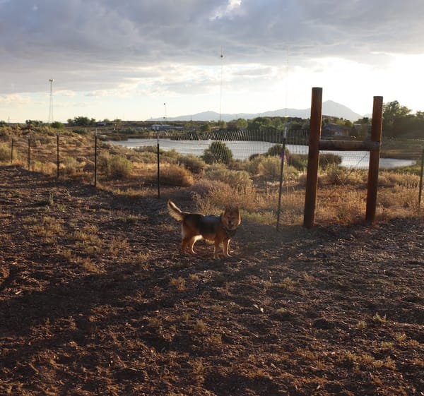 A Dog-Friendly Trip to Cortez, Colorado