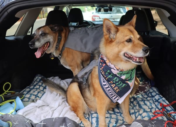 A Dog-Friendly Road Trip: Mesa Verde, Canyonlands, and Arches National Parks