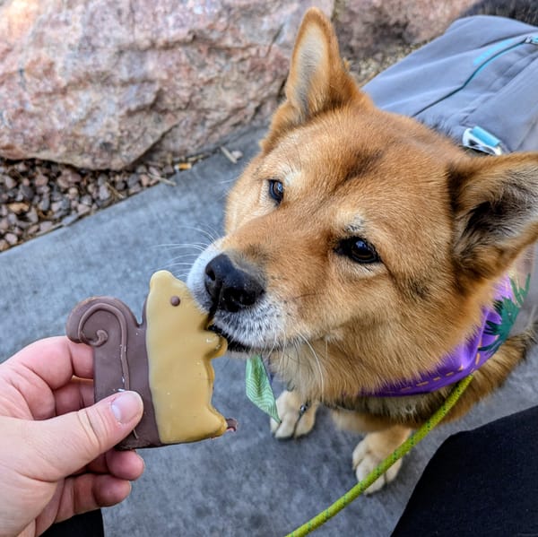 A Dog-Friendly Trip to Buena Vista and Salida, Colorado