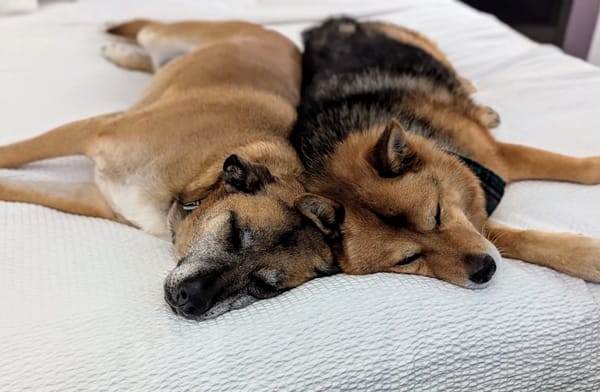 A Dog-Friendly Trip to Glenwood Springs, Colorado